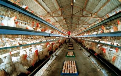 旌陽區洪國養殖公司蛋雞養殖場